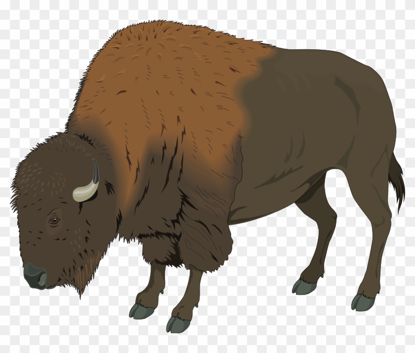 Large Bison Eating Grass Clip Art - Bison Clipart Png #25489