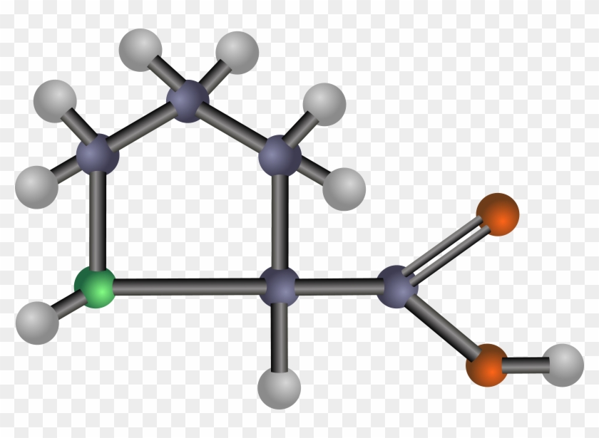 Free Chromosome Free Proline - Amino Acids: Biochemistry And Applications #25638