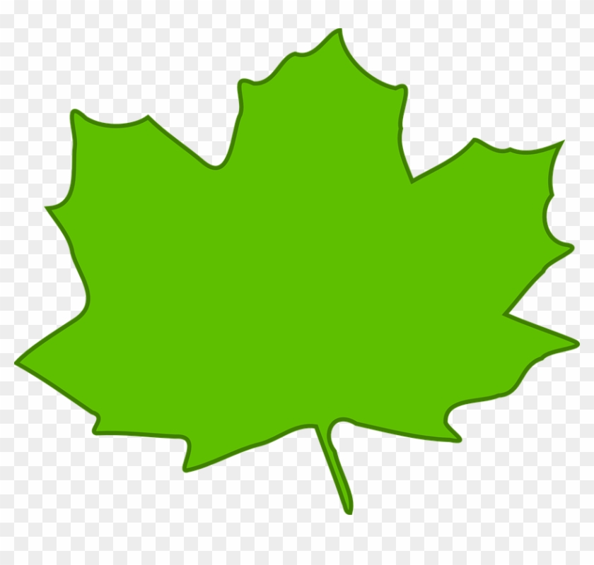 Maple Leaf Green Plant Nature Foliage Tree - Light Green Leaves Clipart #26583