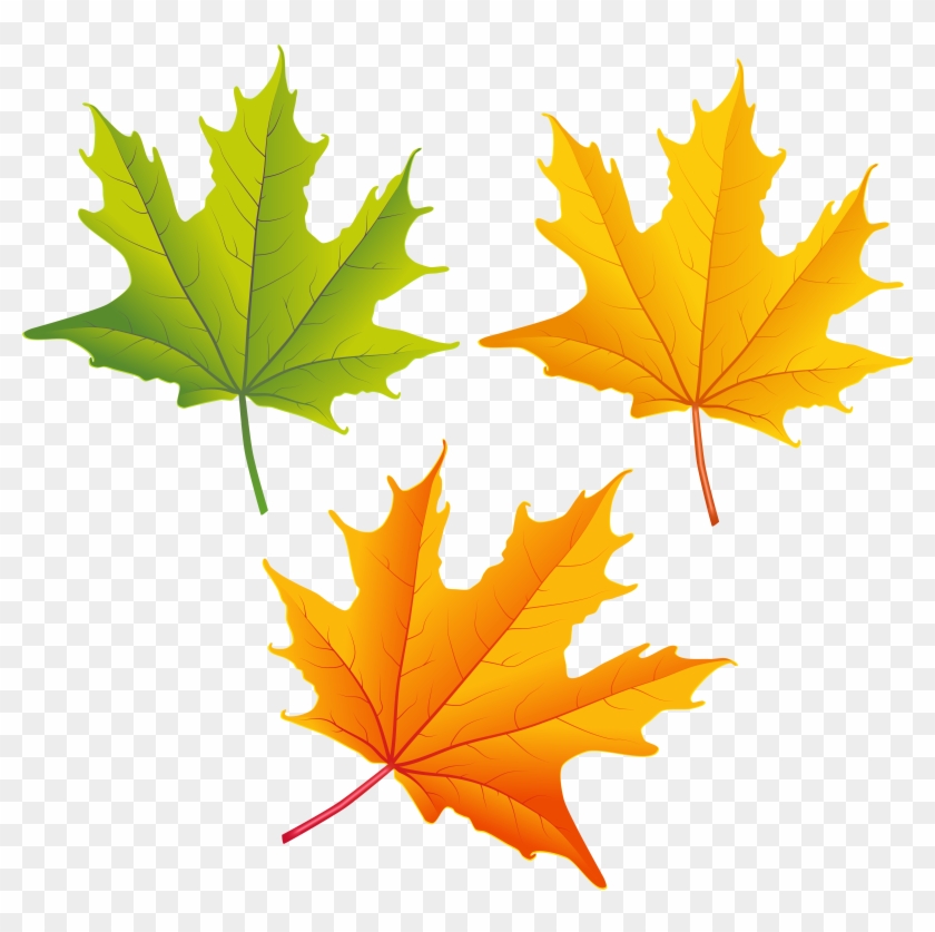 Top 80 Autumn Leaf Clip Art - Autumn Leaf Png Clipart #26648