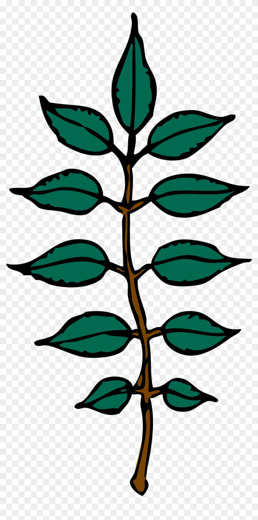 Free Vector Ash Leaves Clip Art - Ash Tree Leaf Clip Art #26811