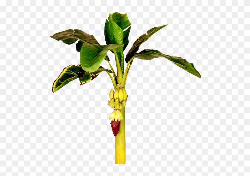 Banana Tree Clipart - Single Banana Tree Hd #26936