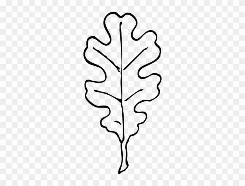 Leaf Outline Cliparts - Oak Leaf Clip Art Black And White #26971