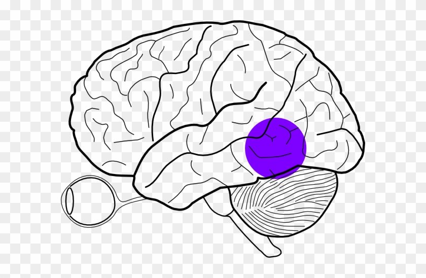 Posterior Temporal Lobe Mass Clip Art - Easy Human Brain Diagram #164141