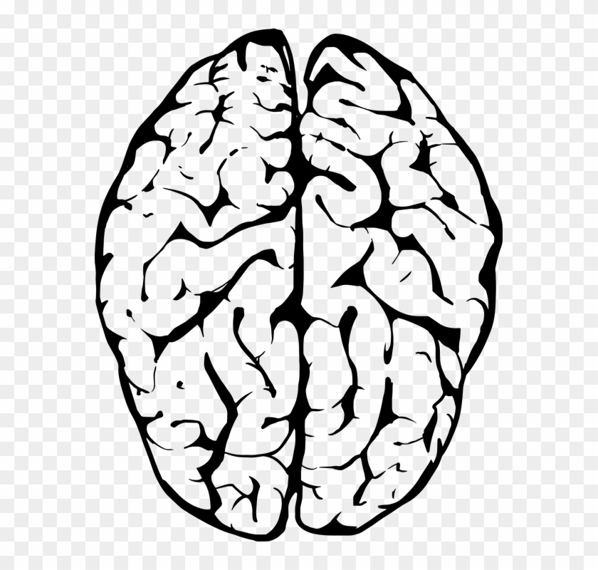Peaceful Ideas Brain Clipart With Transparent Background - Brain Black And White #164357