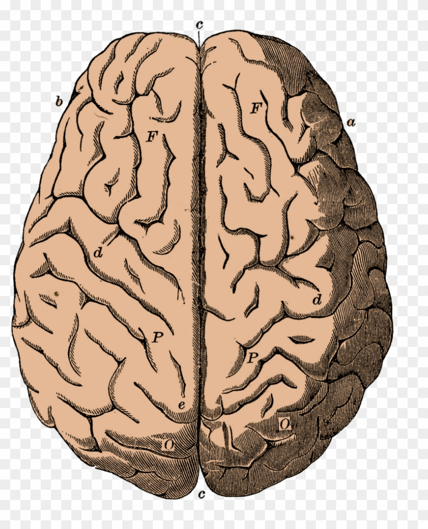 Brain By Bsp2232 On Deviantart - Brainy Round Car Magnet #164778
