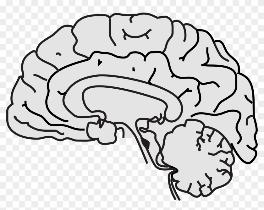 Pin Brain Clipart Images - Brain #164782