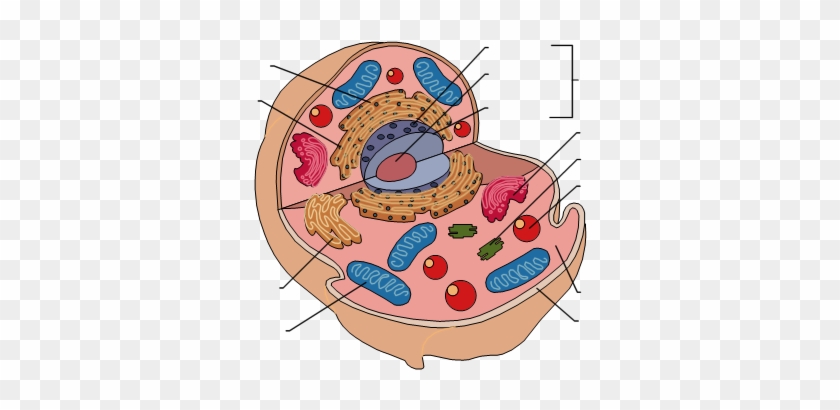 Brain Label Diagram Blank Search Results Brain Anatomy - Blank Animal Cell Diagram #164990