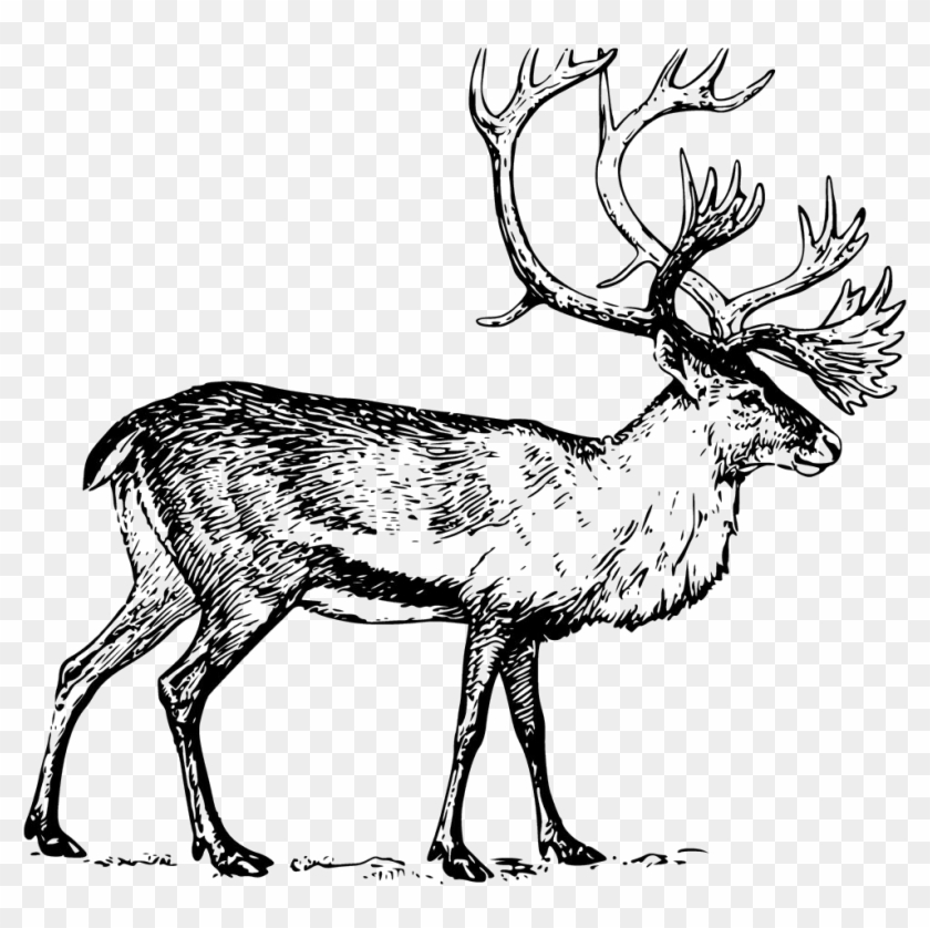 Deer Boreal Woodland Caribou Drawing Clip Art - Deer Boreal Woodland Caribou Drawing Clip Art #166662