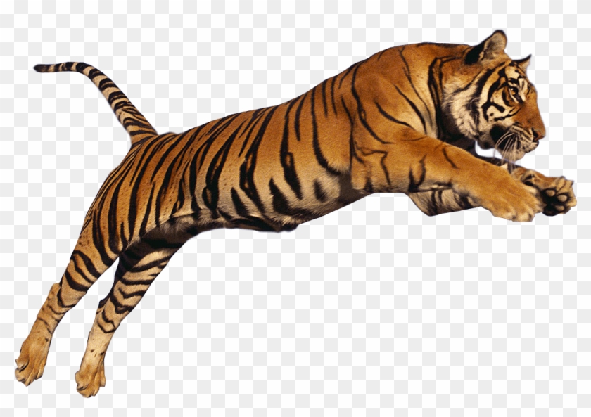 Encapsulated Postscript Siberian Tiger Clip Art - Iphone 7 Glass Screen Protector Kit (2pack) Super Strong #166691