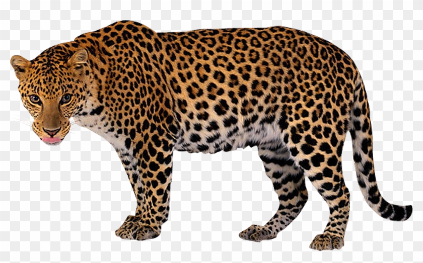 Leopard Clip Art - Леопард Пнг #166895