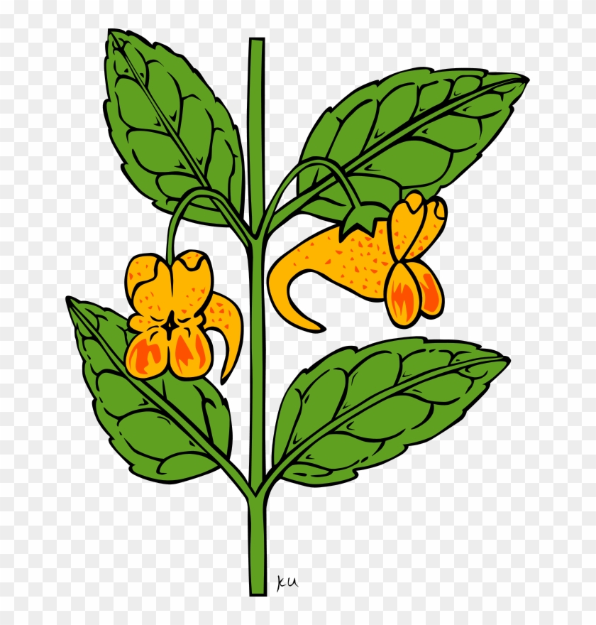 Free Impatiens Cliparts - Outline Of A Flower #167209