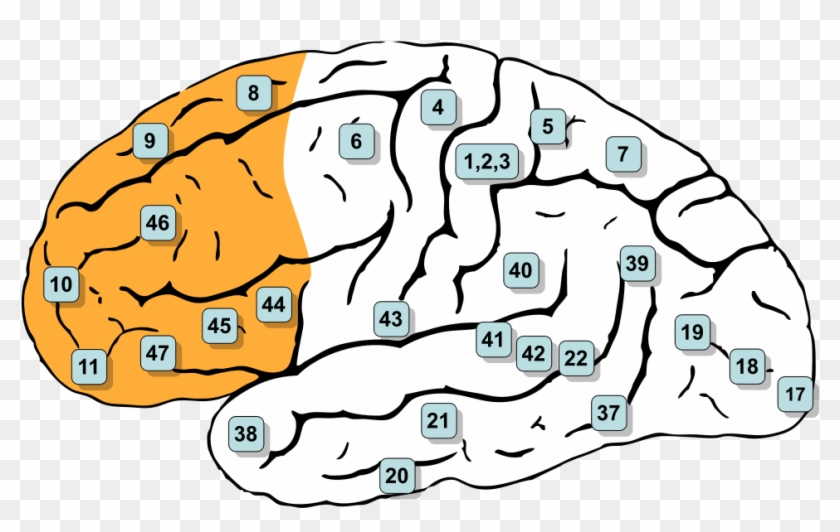 Med Thumb Memory Brain - Frontal Lobe Brodmann Areas #167629