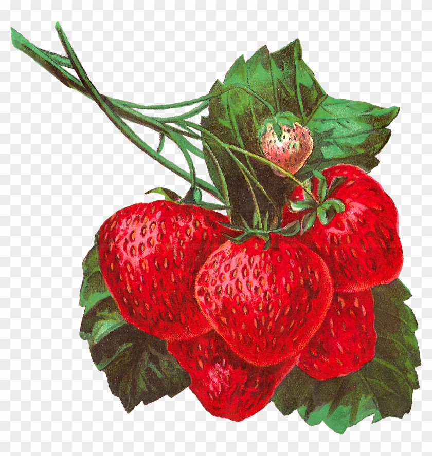 Pretty Digital Strawberry Clip Art In Gorgeous Detail - Illustration #167695