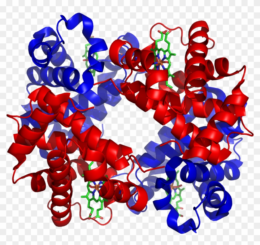 Happy Holidays - Does Oxygen Bind To Hemoglobin #167828