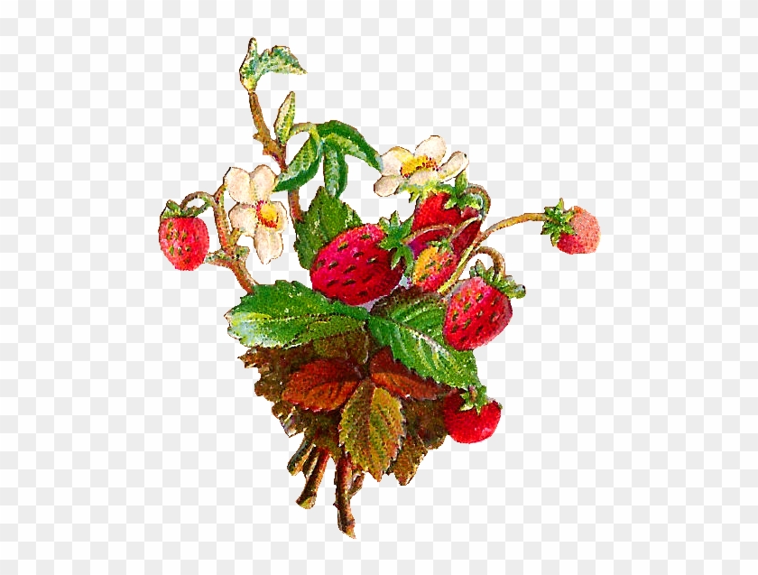 Free Fruit Clip Art - Wild Strawberries Clip Art #167864