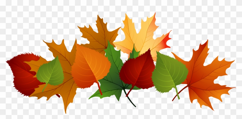 fall leaf clipart no background