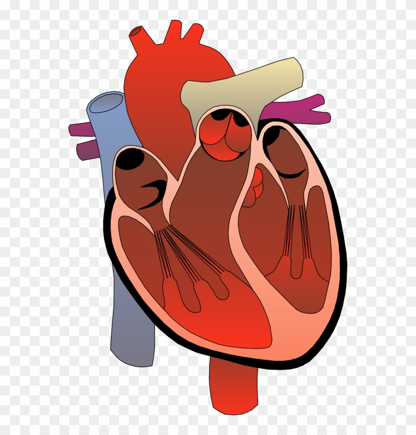 Image Of Anatomy Clipart - Human Heart Transparent Background #168707