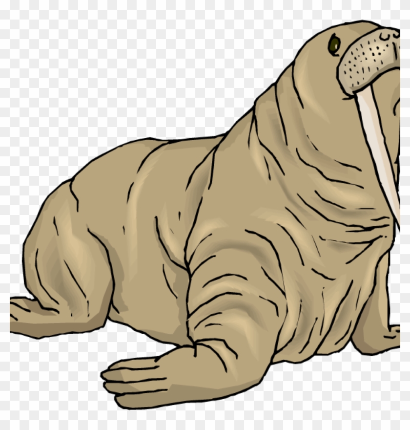 Walrus Clipart Dinosaur Clipart Hatenylo Com Rh Hatenylo - Walrus Clipart #169660