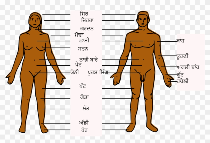 Clipart Info - Body Parts In Italian #906672