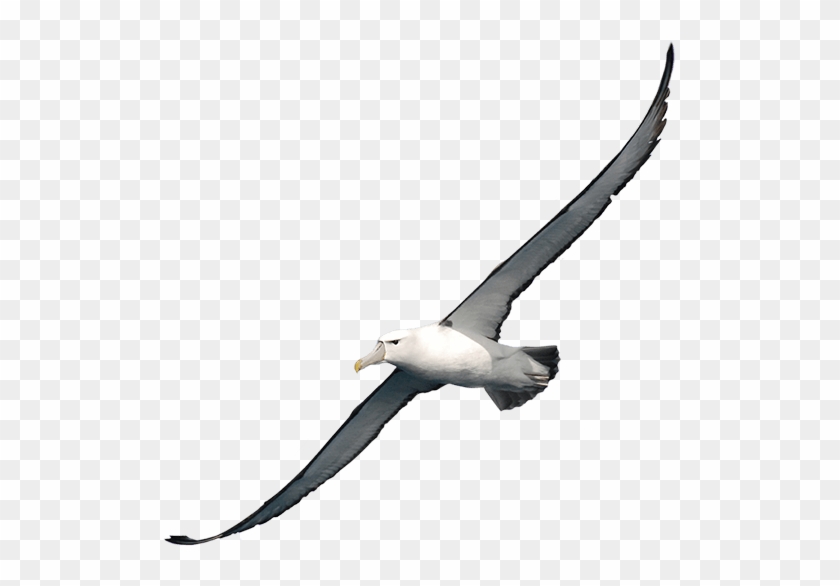 Albatross Png Clipart - Albatross Transparent #906876