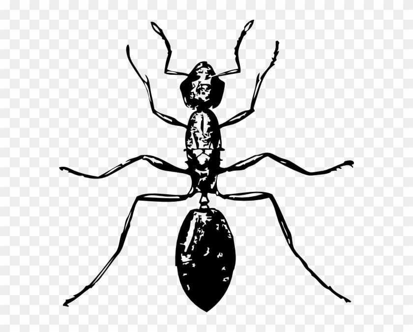 Ant Clipart Ant Clipart Fans - Insect Black And White #908770