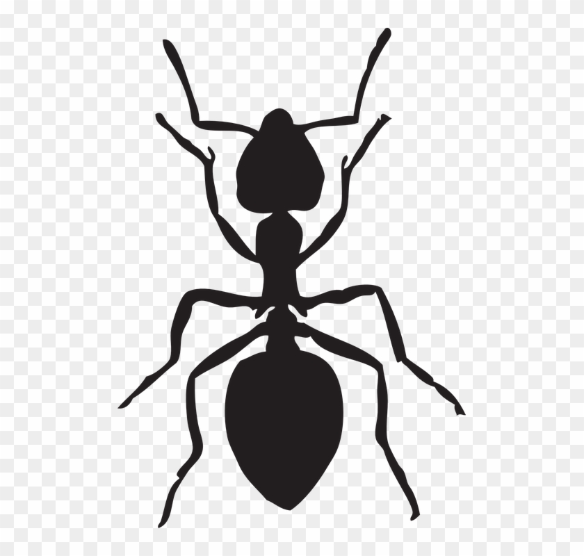 Ants Clipart Hewan - Ant Graphic #908780