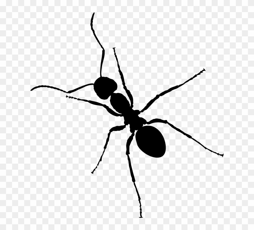 Clipart - Ant - Ant Transparent #908803