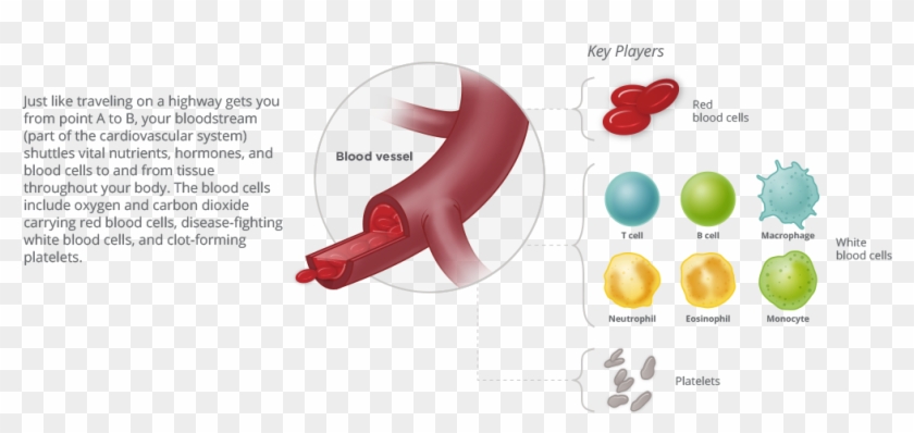 Blood Cancer Habitat - Circulatory System #908859