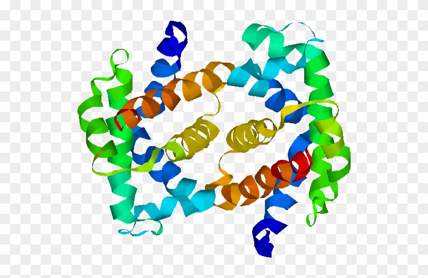 Fetal Hemoglobin - Structure Of Foetal Haemoglobin #908899