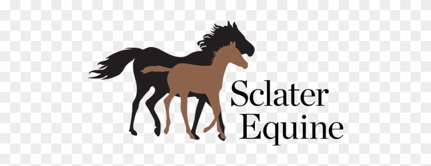 Sclater Equine, Equine Vet Dorset - Sclater Equine #909093