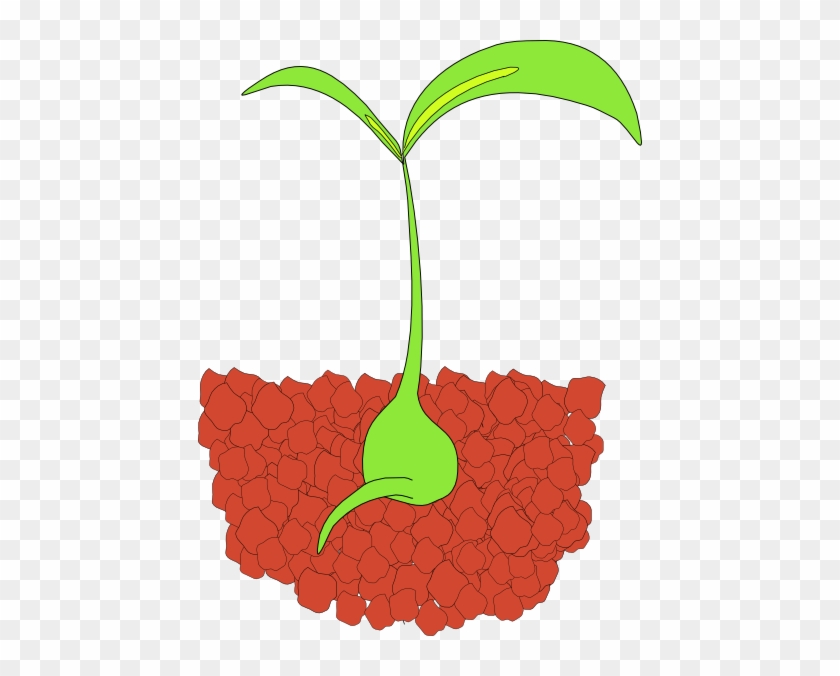 Plant Seeds Clipart - Seedlings Clipart #909227