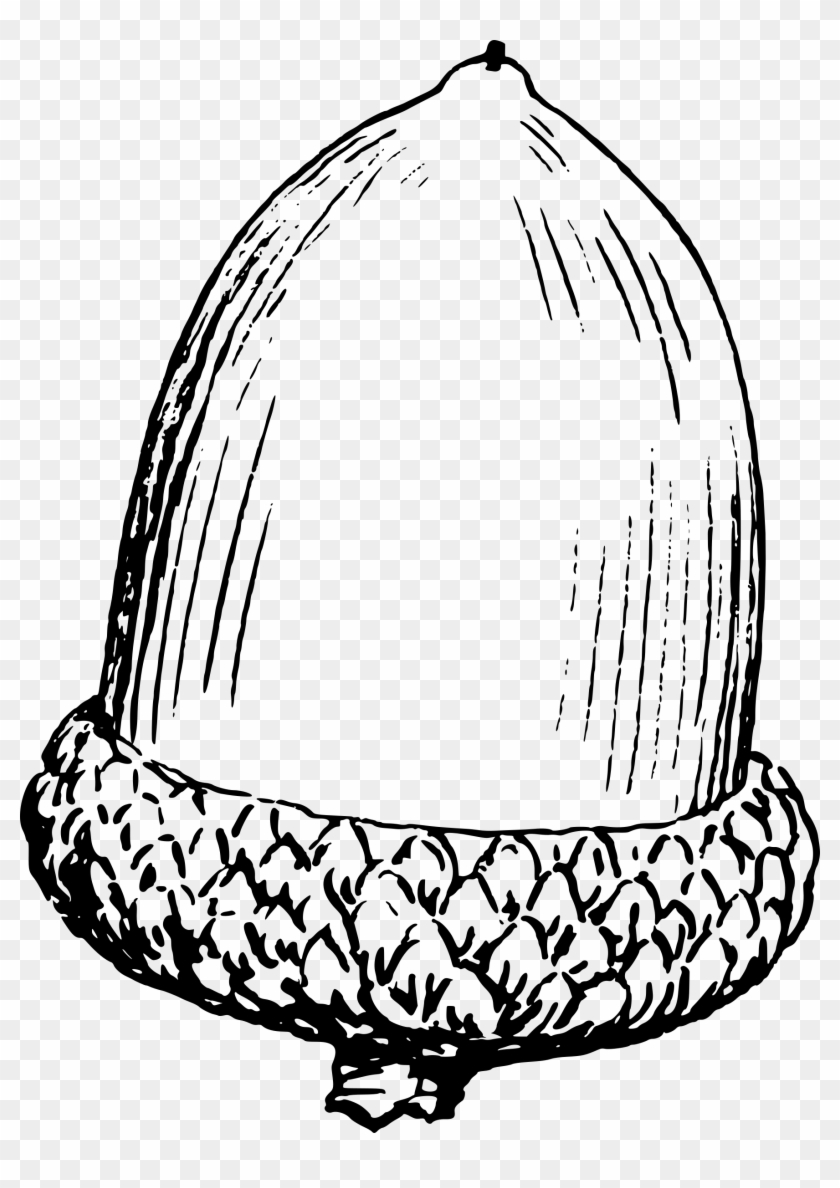 Clipart - Acorn Drawing Png #909238