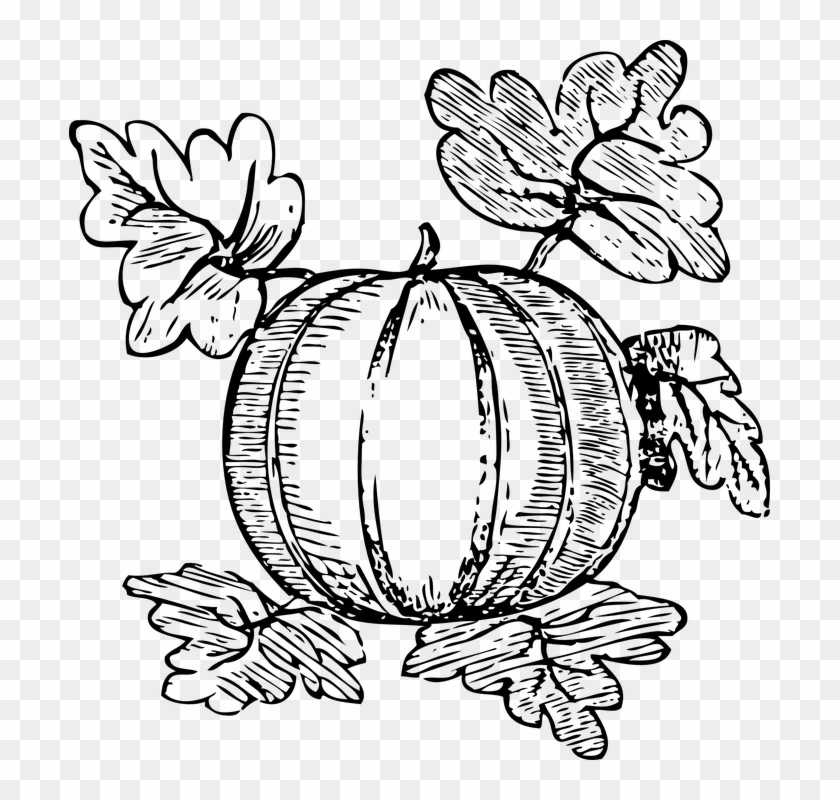 Marrow Squash Vegetable Coloring Page For Kids, Printable - Pumpkin Clip Art Free #909291