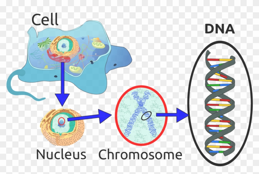 Organization Of Dna In A Eukaryotic Cell - Dna In A Cell #910416