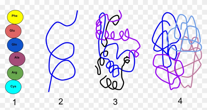 Open - 4 Levels Of Organization In Proteins #910423