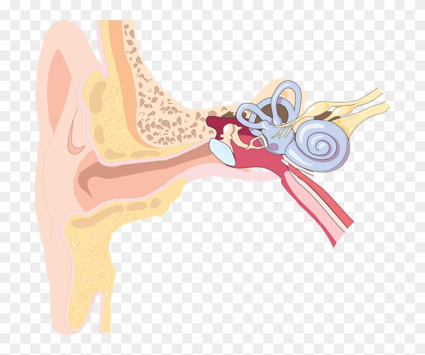 While Times And Technology Have Certainly Changed Since - Ear Diagram Clip Art #910538