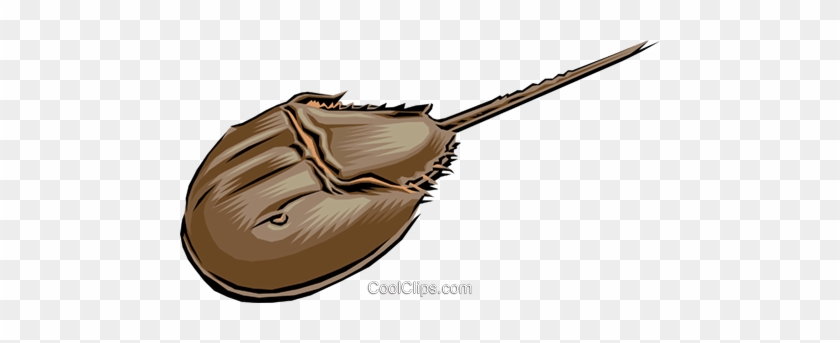 Horseshoe Crab Royalty Free Vector Clip Art Illustration - Horseshoe Crab Clipart #911503