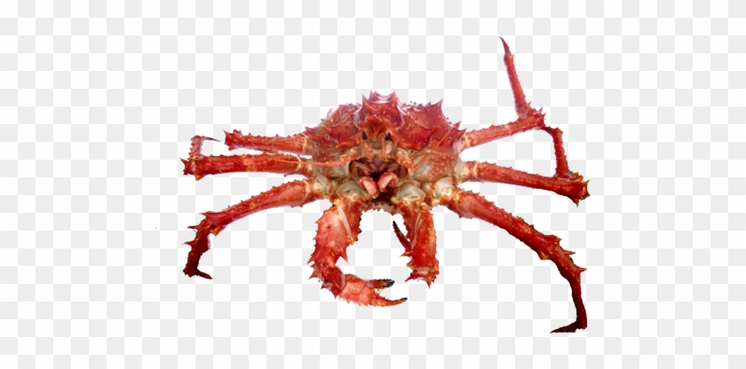 Download Free Photo Report - King Crab #911561