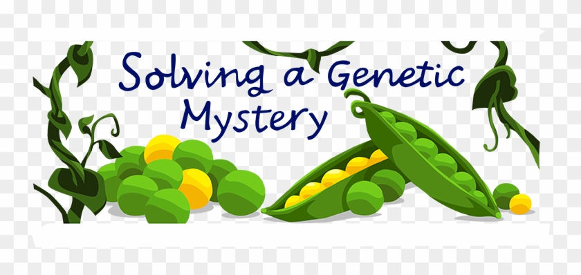 Mendel's Peas - Gregor Mendel And Pea Plants #913081