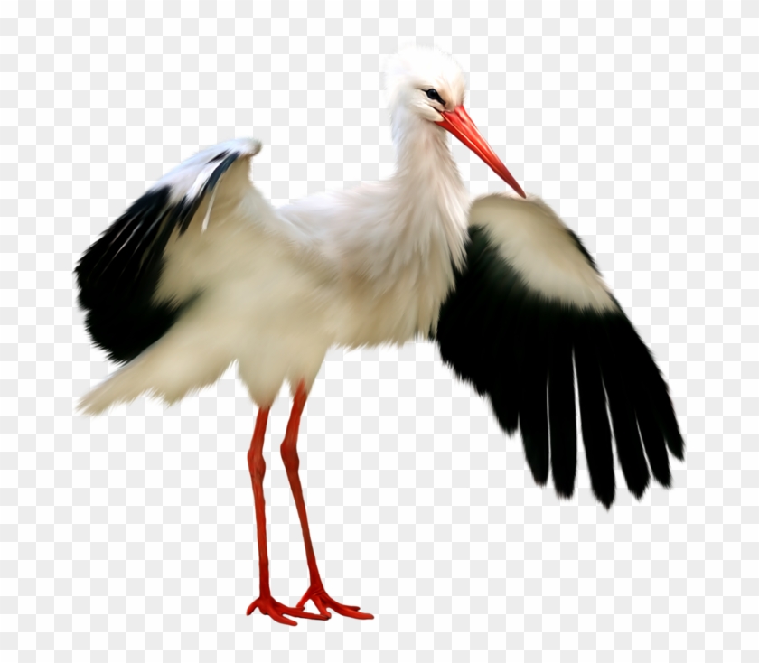 Animal - Stork Bird Kiss #914169