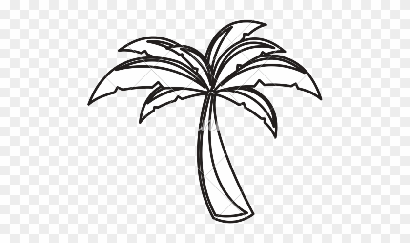 Palm Tree - Monochrome #915305