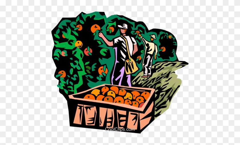 Picking Fruit Royalty Free Vector Clip Art Illustration - Fruit Picking Png #915440