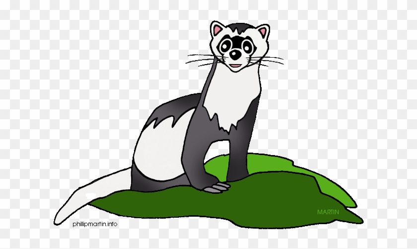 Ferret Clip Art - Clip Art #915820