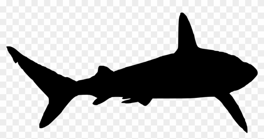 6 Shark Silhouette - Shark Silhouette Png #915847
