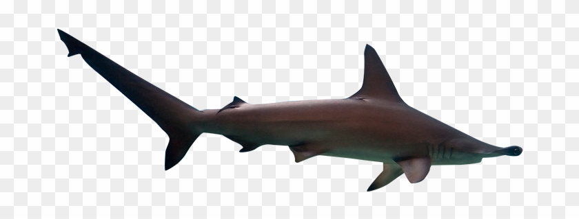 Digital Marketing - Bronze Hammerhead Shark #915969