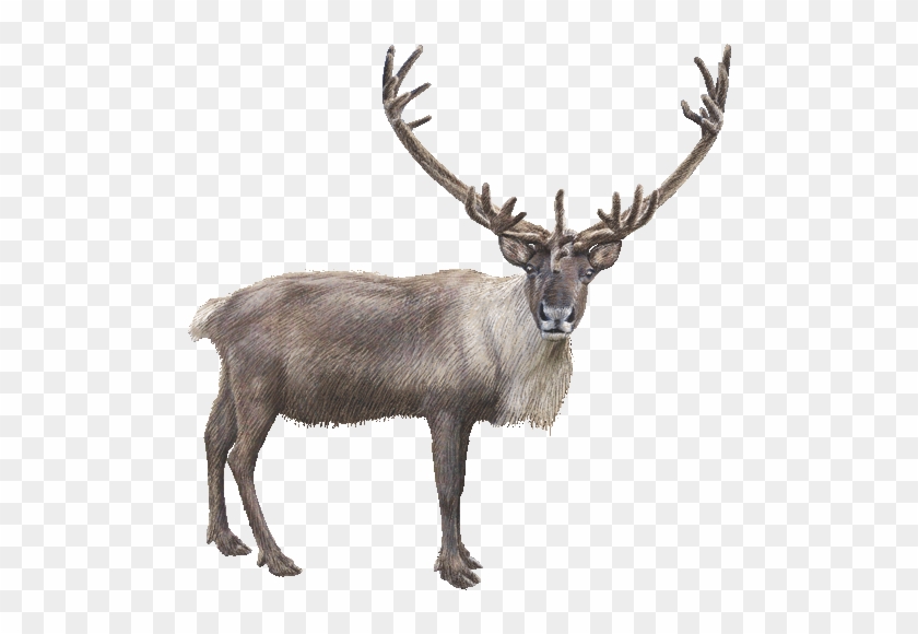 Caribou Clipart - Caribou Clip Art #918542