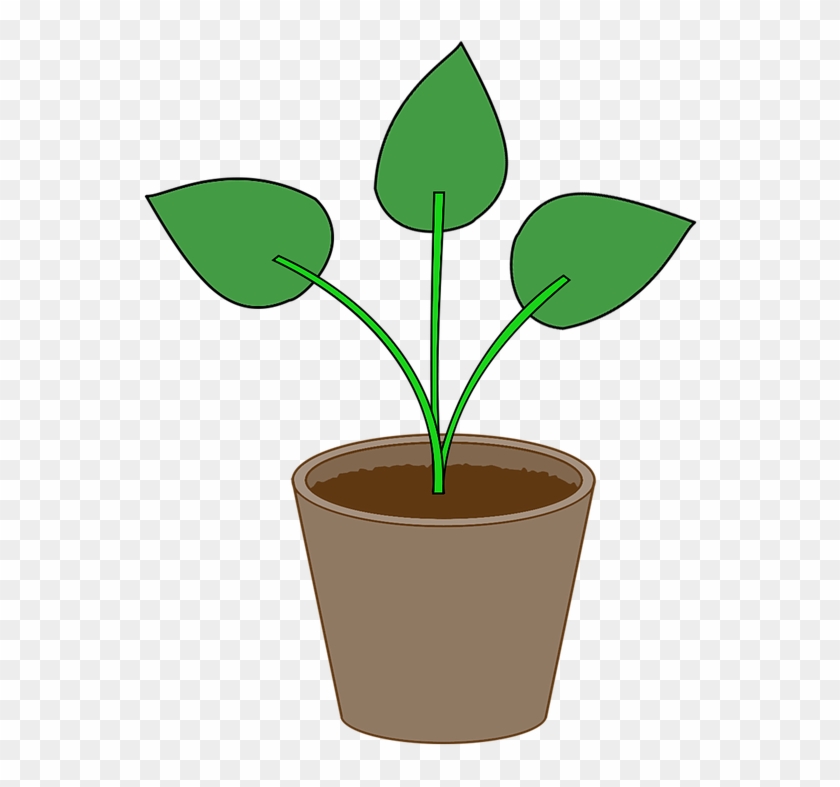 Plant, Flowerpot, Pot, Gardening, Leaf, Houseplant - Crop #918610