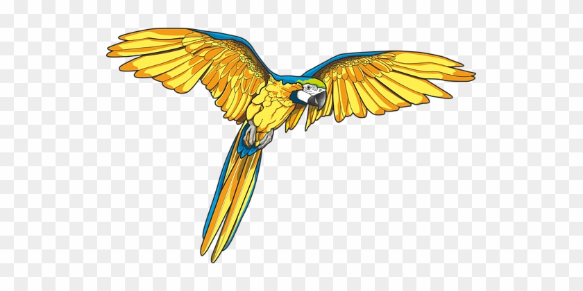 Kakatua, Ara, Burung - Blue And Yellow Macaw Art #918755