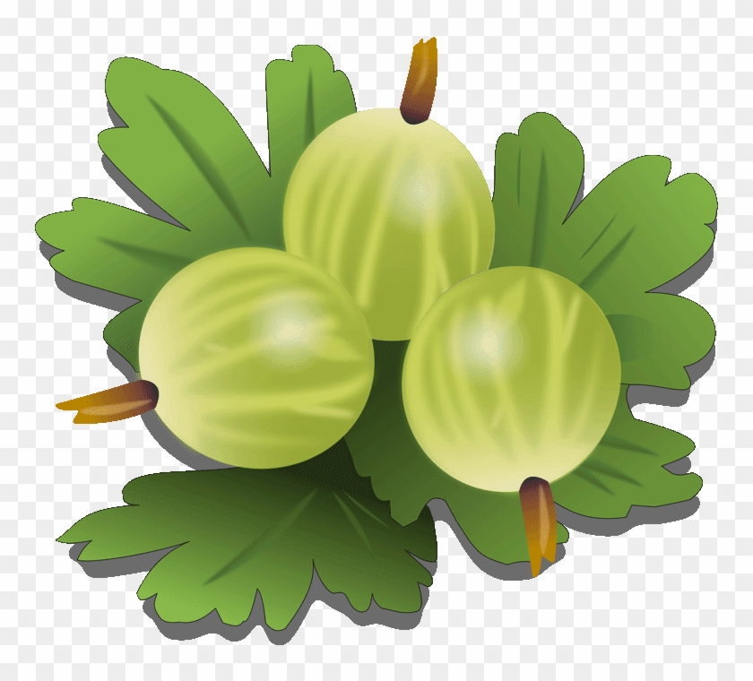Downloads 7 Gooseberry Fruit Royalty Free Clipart - Gooseberry #919540